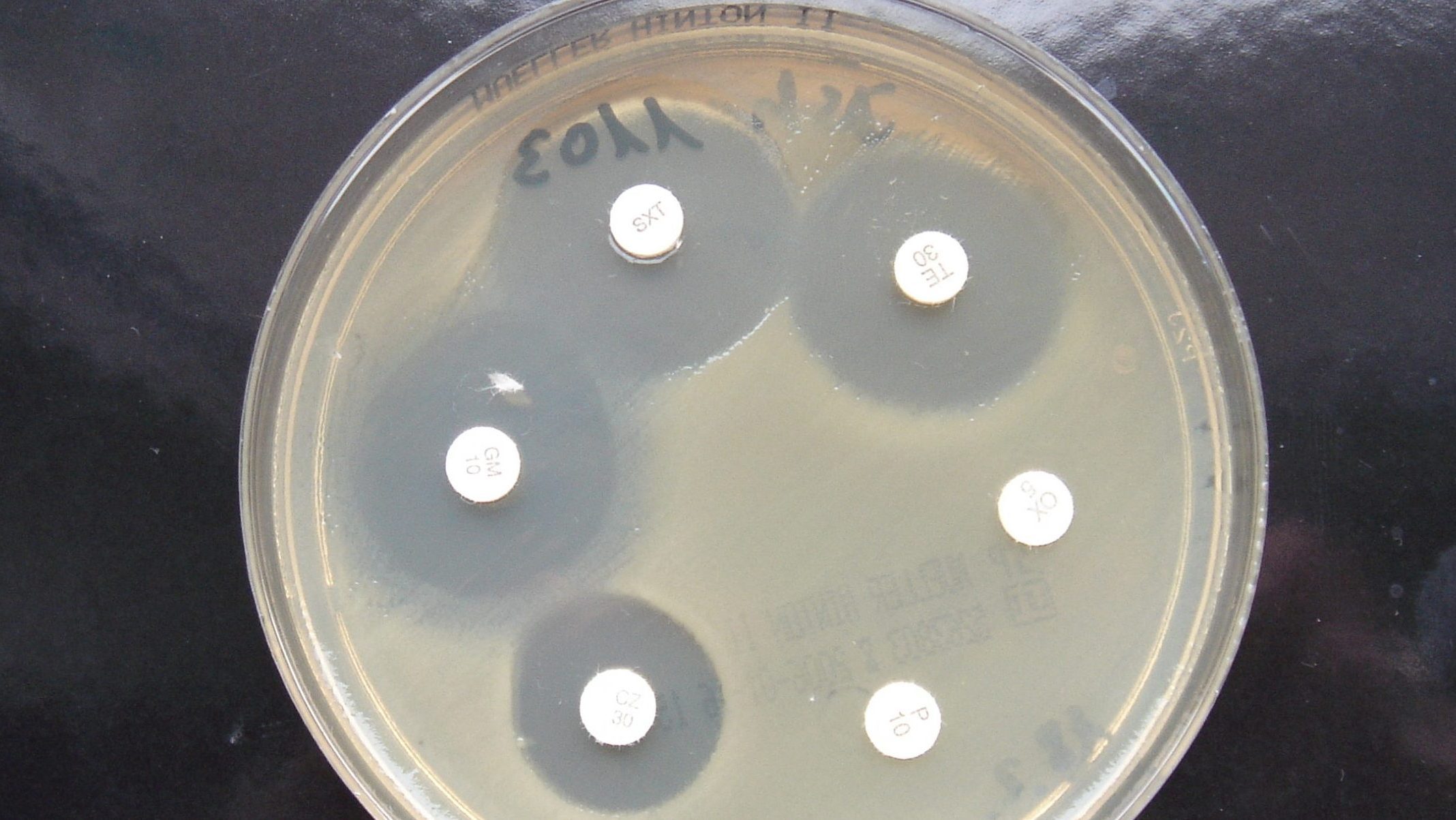Aktuelle Version der EUCAST-Norm 2024